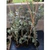 Eucalyptus pulverulenta 'baby blue'