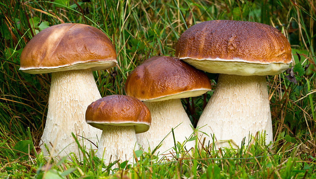 Houbařská sezóna v plném proudu: Kdy a jak na houby