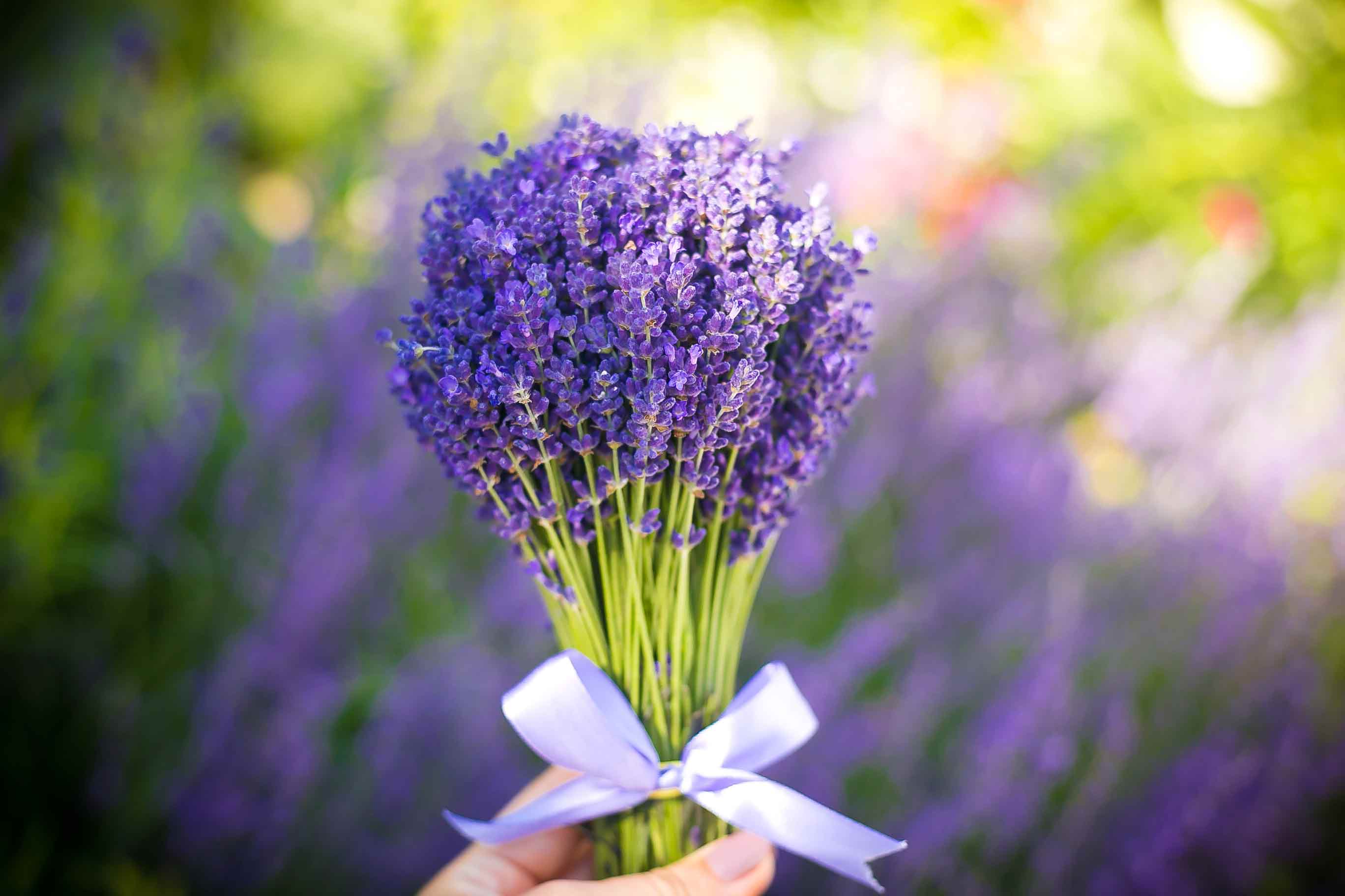 Levandule: Aromatická bylinka s mnoha využitím