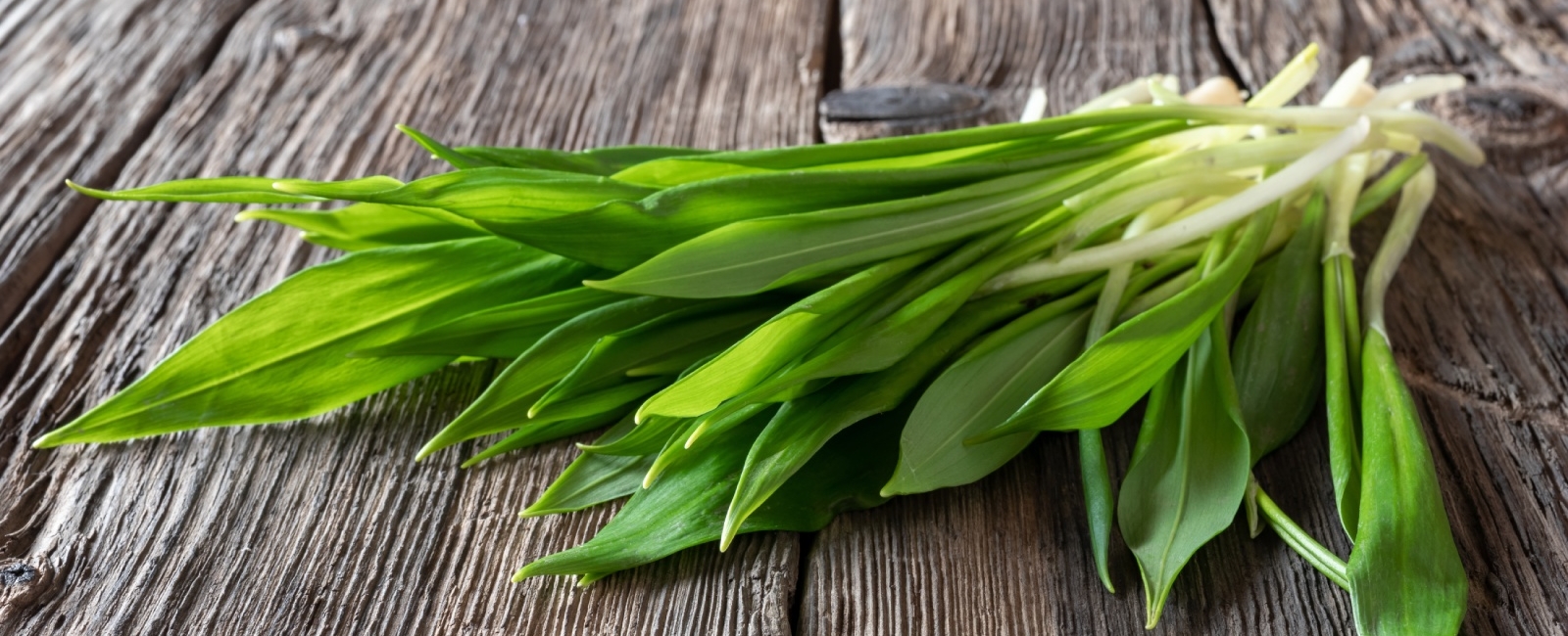 Medvědí česnek: Vše co potřebujete vědět