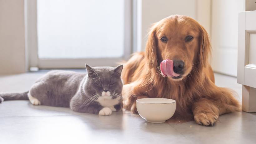 Kapsička, konzerva nebo granule? 