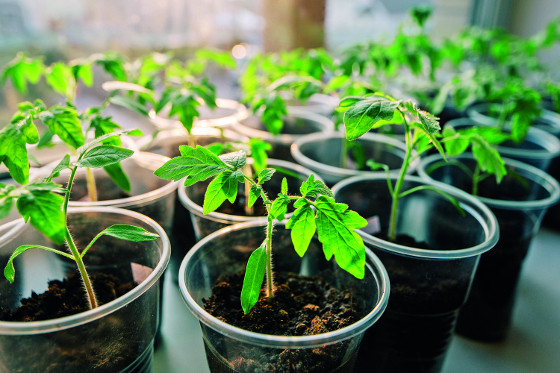 Připravte se na zahrádkářskou sezonu: Papriky a rajčata