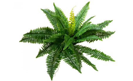 Europalms kapradí