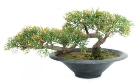Europalms bonsaje