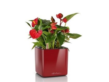 Cube Glossy 14....