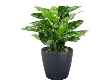Classico Color ECO.