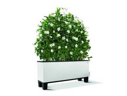 FP TRI CTG40 w Sockel Dipladenia TIF Prev 1