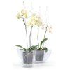 Tyc COUBI ISTC01, na orchideu