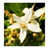 iris2