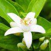 neroli