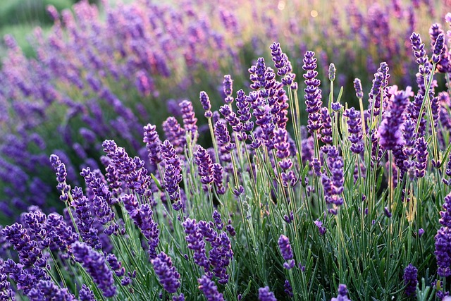 lavenders-gb815f0db6_640