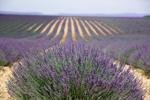 provence-g189756d28_640MALY_1