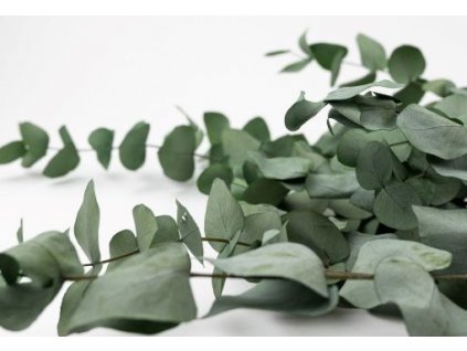 Stabilizovaný Eukalyptus Cinerea -  farba zelená