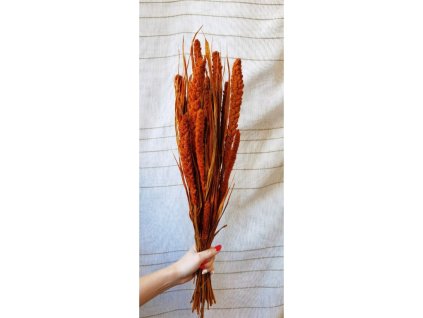 Proso Senegálske – farba oranžová