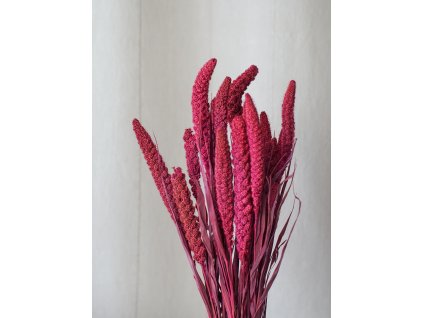 Proso Senegálske – farba ružová