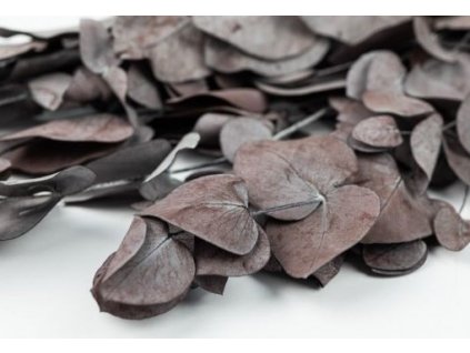 Stabilizovaný Eukalyptus Cinerea -  farba bordová