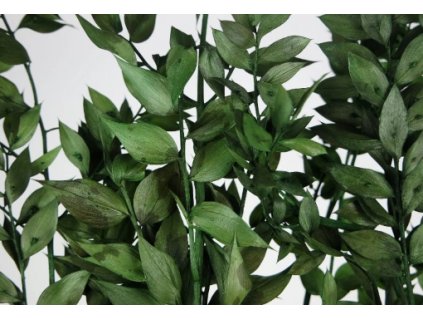Ruscus stabilizovaný - farba zelená