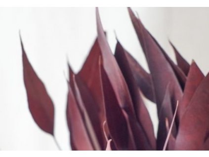 Stabilizovaný Eukalyptus – Staigeriana