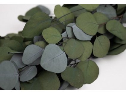 Stabilizovaný Eukalyptus Populus - farba zelená