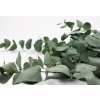 Stabilizovaný Eukalyptus Cinerea -  farba zelená