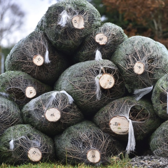 Akú životnosť môžeme čakať od živého vianočného stromčeka?