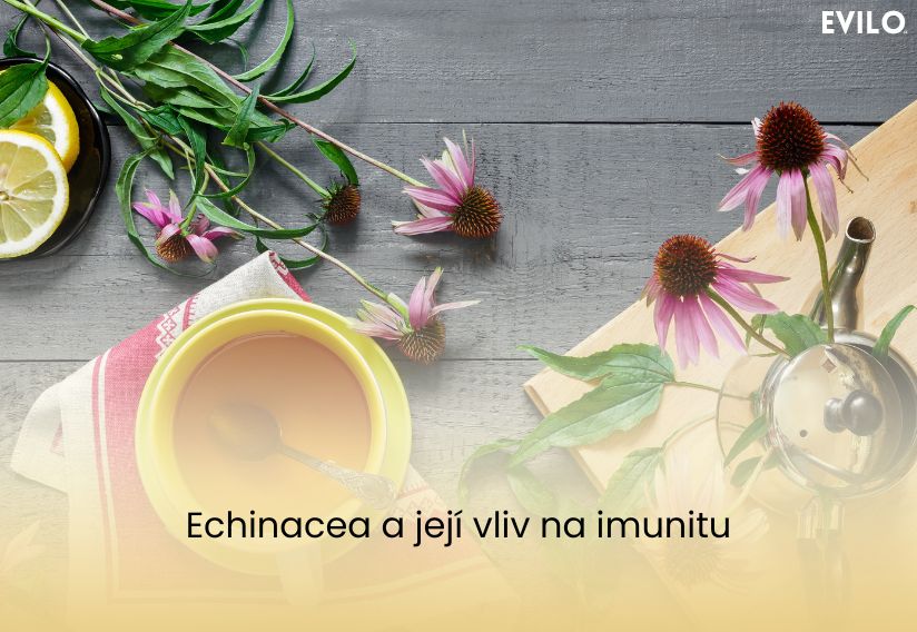 Echinacea a její vliv na imunitu