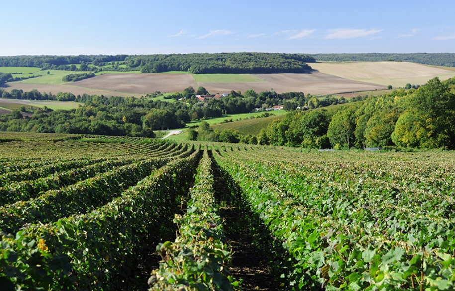 Champagne (FR)