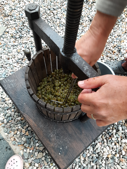 Vinobraní v Janově