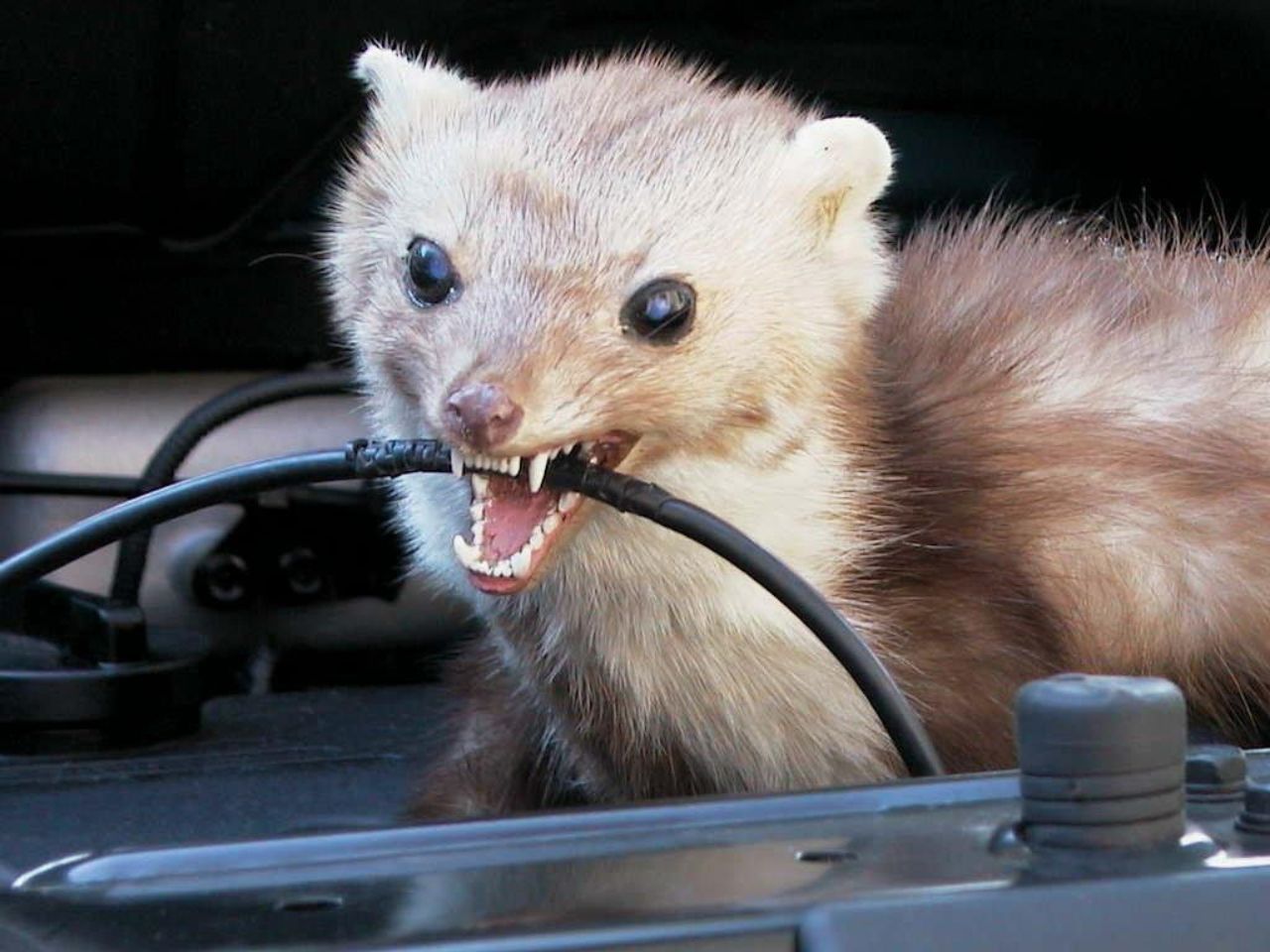 Sprej vs. ultrazvukový odpudzovač kún a hlodavcov: Čo funguje proti kunám v aute?