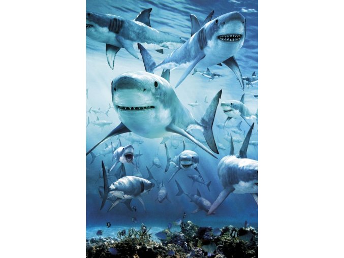 shark