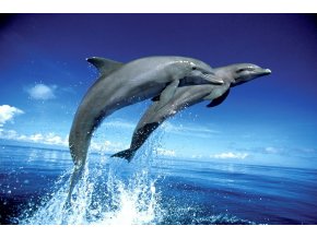 dolphin