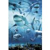 shark