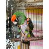 PEPÍČEK - papoušek konžský