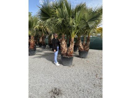 Washingtonia robusta