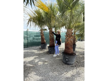 Washingtonia filifera - očistená