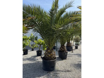 Phoenix canariensis – palma kanárska