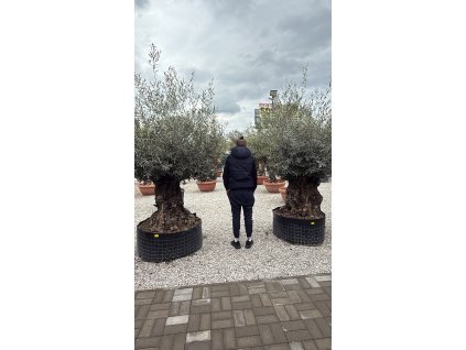 Olivovník európsky