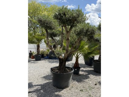 Olivovník európsky - typ bonsai