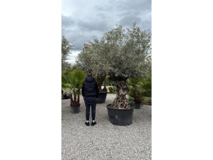 Olivovník európsky