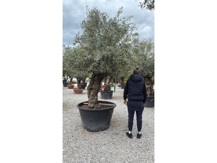 Olivovník európsky