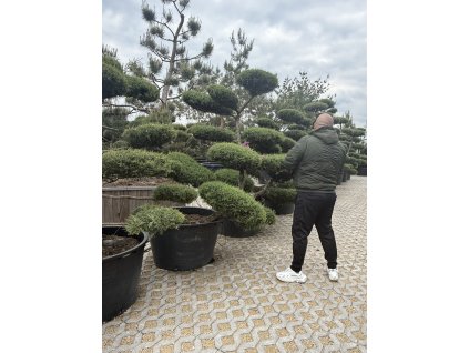 Olivovník európsky