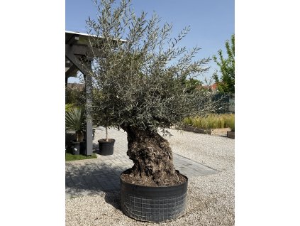 Olivovník európsky