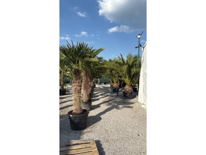 Trachycarpus fortunei – palma konopná