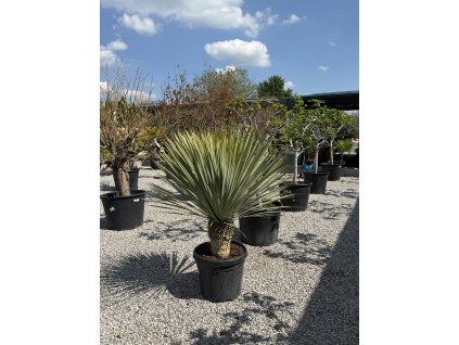 Nolina nelsonii – nolina modrá