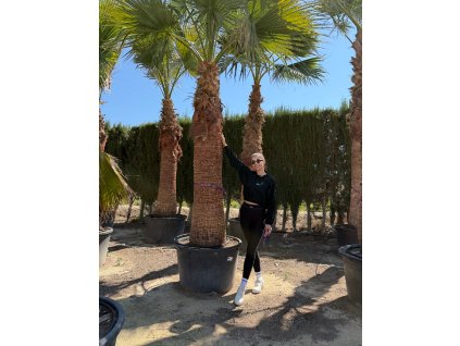 Washingtonia filifera – 2,5 m kmeň