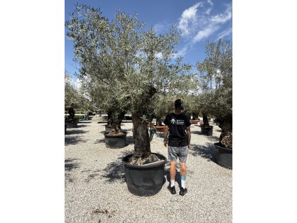 Olivovník európsky