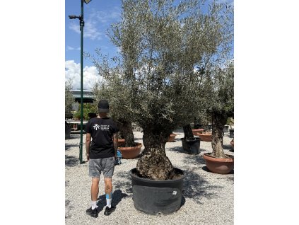 Olivovník európsky