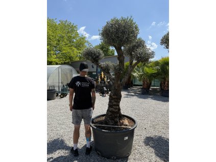 Olivovník európsky