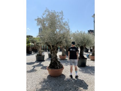 Olivovník európsky