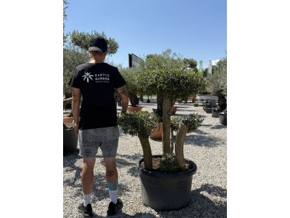 Olivovník európsky - typ bonsai